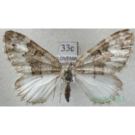 Colostygia turbata (Hübner, 1799) Slovenia33c